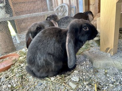 Bild 6:Deutsche Widder Hasen