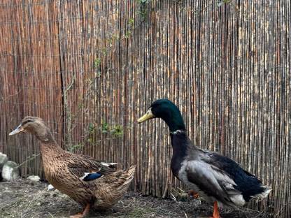 Rouen Clair Enten und Eier