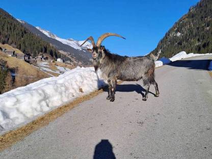 Bild 7:Blobe Ziegen,  Herdenbuch