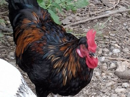 Bild 3:Verschiedene Hähne