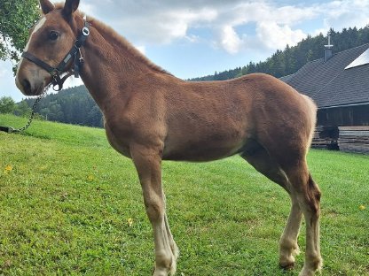 Bild 3:Noriker Fuchshengstfohlen