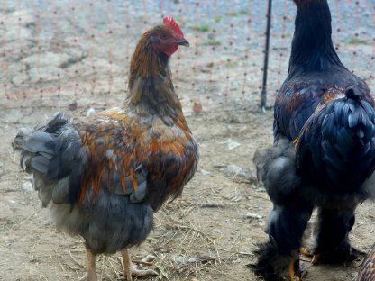 Bild 3:Junghähne abzugeben: Brahma, Orpington und Seidenhahn