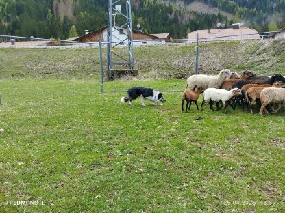 Bild 4:Border Collie Welpen