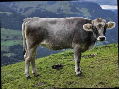 Bild 3:BIO Grauvieh Kalbin