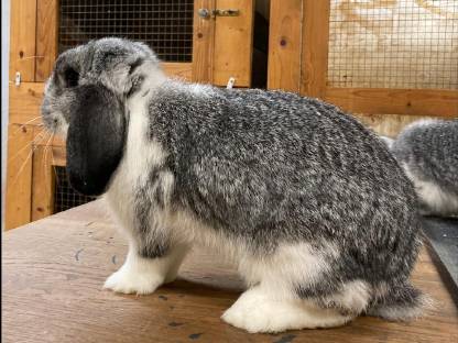 Zwerg Widder Kaninchen, Zwergkaninchen