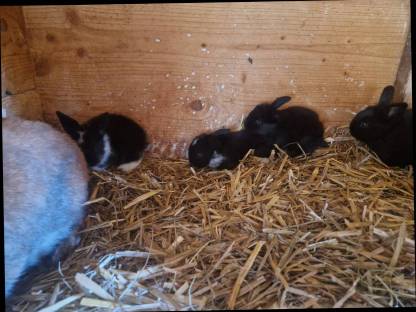 Bild 4:Zwerghasen Widder