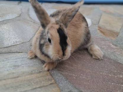 Zwergkaninchen