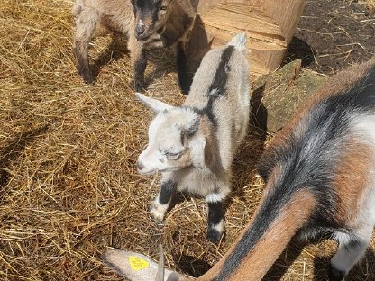 Bild 7:Zwergziegenkitze zu verkaufen