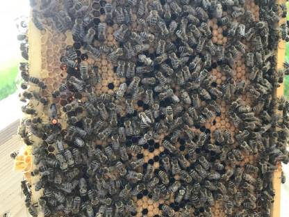 Bild 4:Ableger Bienenvölker Bienenkönigin