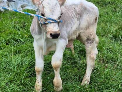 Bild 2:Blüem Stierkalb