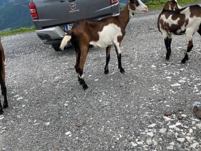Bild 3:Tauernschecken Ziegen