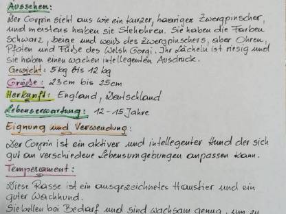 Bild 6:Welsh Corgi Pembroke × Zwergpinscher Welpen