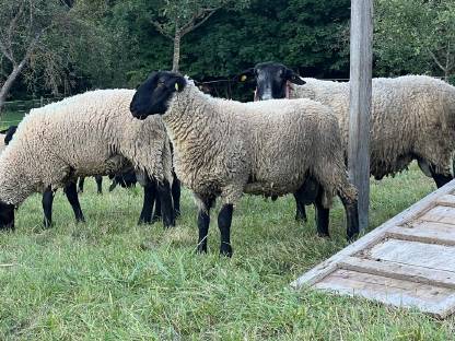 Bild 2:Suffolk Jungwidder gekört