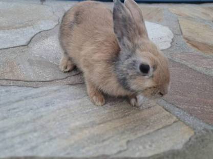 Bild 3:Zwergkaninchen