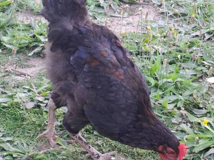 Bild 2:Junge Hähne zu verkaufen, geschlüpft Anfang April