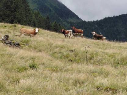 Suchen Landwirtschaft zum Pachten oder Leibrente