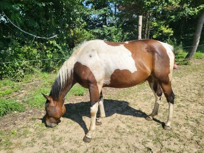 Bild 2:Paint-Horse Stute