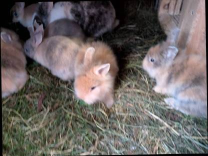 Löwenkopf Zwergkaninchen