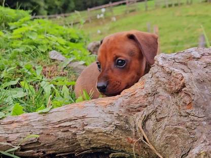 Bild 7:Zwergpinscher Welpen