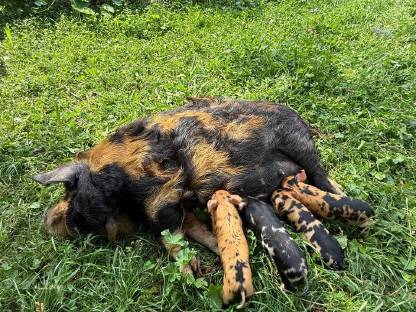 Bild 4:Kune Kune Ferkel Weideschweine