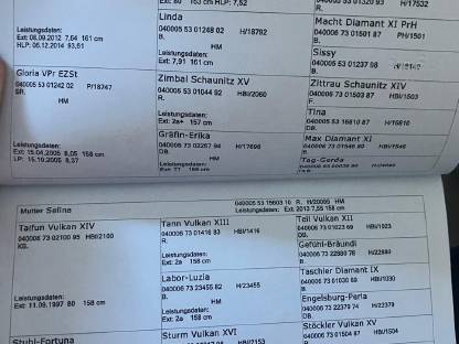 Bild 2:Picasso Vulkan XIX