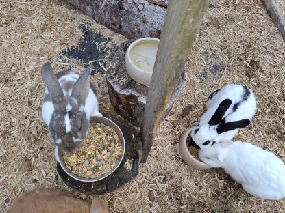 1 kleiner Hase