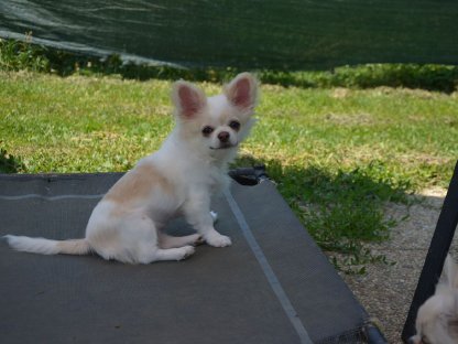 Chihuahua Hündinnen Langhaar