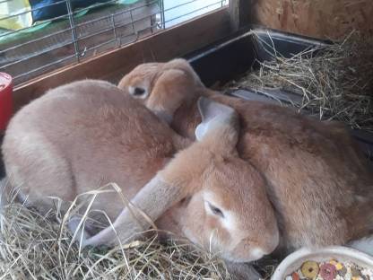 Bild 4:Deutsche Widder