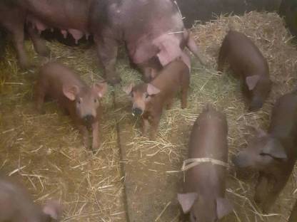 Bild 2:Duroc Ferkel - Reinrassig