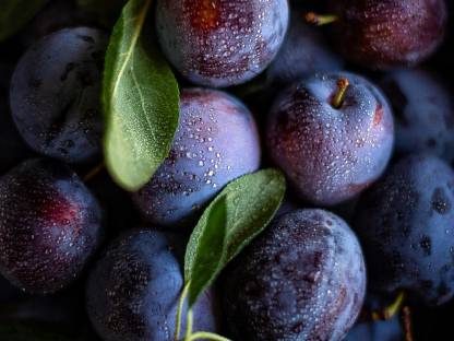 Bild 2:Erntefrische steirische Zwetschken