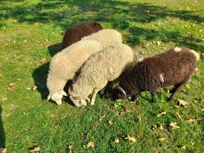 Bild 3:Waldschaf-Jungwidder und Jungschafe aus Biohaltung