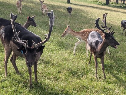 Bild 8:Damwild, Damhirsch