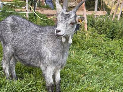 Bild 3:Blobe Ziegen