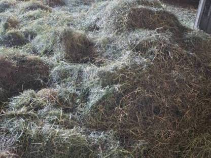 Bild 2:Bio Heu warmluftgetrocknet