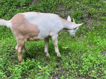 Bild 3:Weibliche Ziegen 4 Monate alt Anglo Nubier Mix