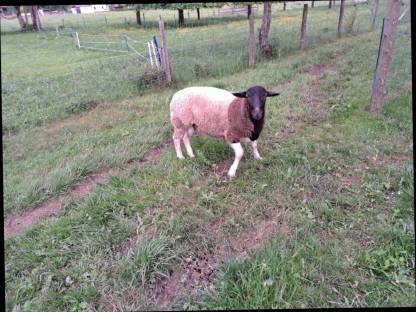 Bild 4:Dorper Bock
