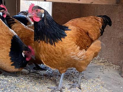 Bild 6:Vorwerk-Bruteier