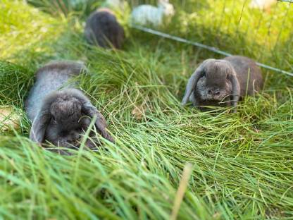 Bild 2:Zwergwidder Blau Kaninchen