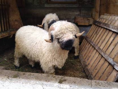 Bild 2:BIO Walliser Schwarznasen Widder