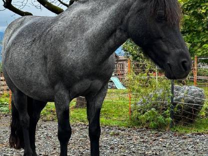 Brave, robuste Ponystute für Kinder