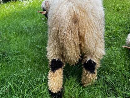 Bild 3:Walliser Schwarznasen Widder G1