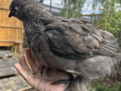 Bild 3:Hähne zu verschenken aus 2025