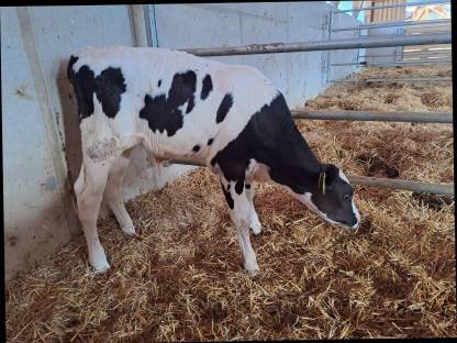 Bild 3:Sprungstierkalb