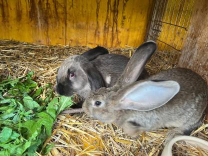 Bild 2:Riesenwidder-Mixe