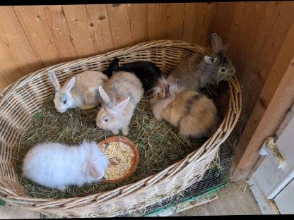 Einige schöne Löwenkopf-Zwergkaninchen