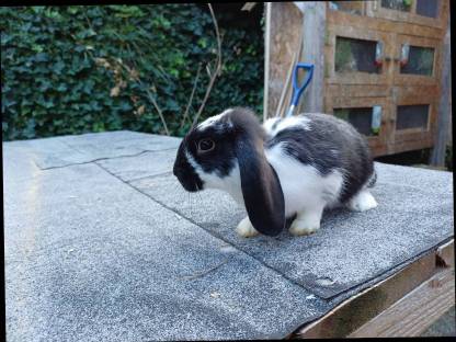 Bild 7:Zwergkaninchen Jungtiere