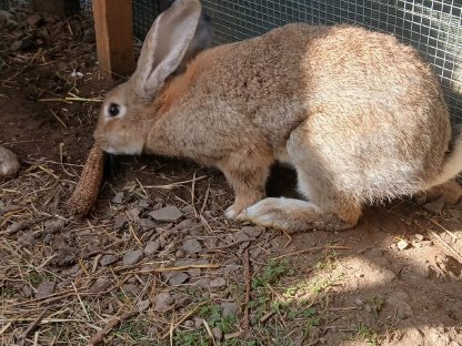 Bild 2:Rammler Fleischhasen