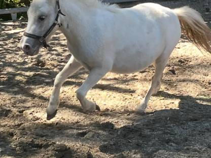 Bild 5:Super liebes kinder pony