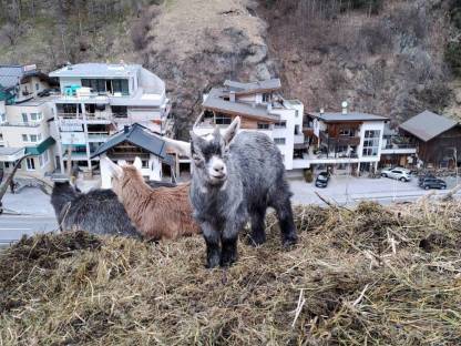 Bild 6:Blobe Ziegen,  Herdenbuch