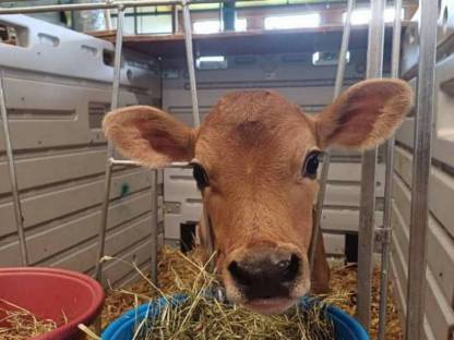 Jersey Kuh, Rind, Kalb